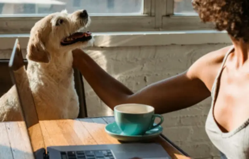 Chiens au bureau : une pratique en progression qui nécessite un cadre clair