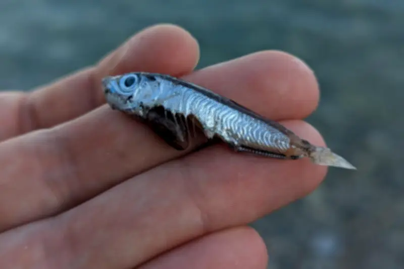 Échouage massif de poissons à Menton : la pollution écartée, un phénomène naturel en cause