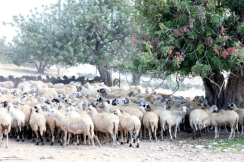 Chypre : le halloumi, fromage national, menacé par une épidémie de fièvre aphteuse