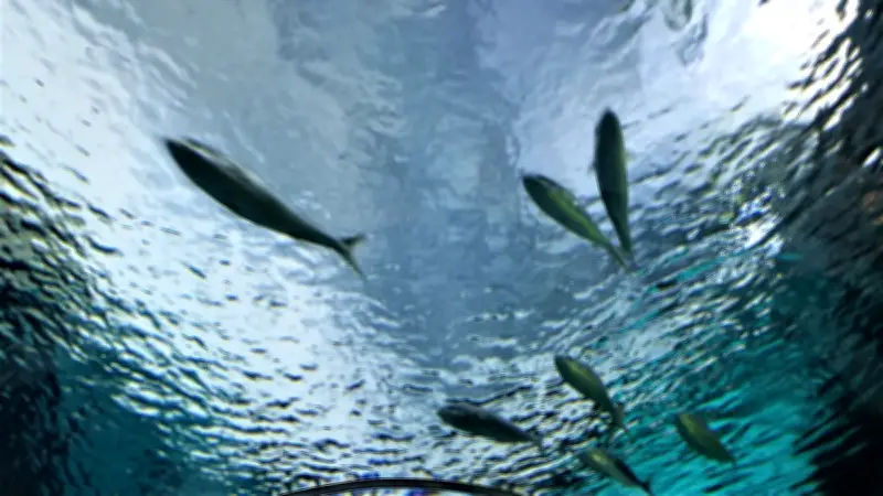 Cocaïne dans les rivières : les saumons hyperactifs menacés d'épuisement