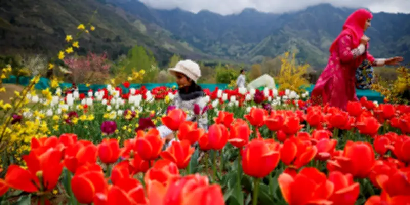 Comment les tulipes ont conquis le monde