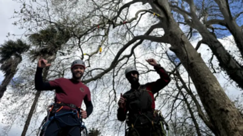 Compétition d'arboristes grimpeurs dans le Gard : 72 participants pour un spectacle aérien