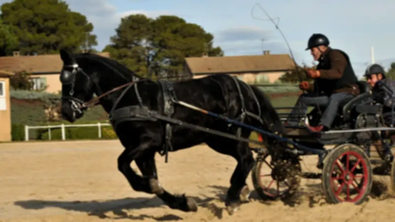 Concours national de TREC attelé ce samedi à Salinelles