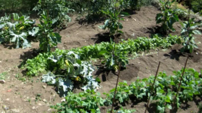 Conseils de permaculture pour les premiers travaux printaniers au jardin