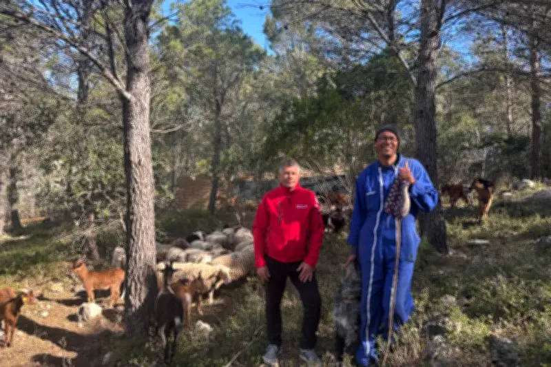 Écopâturage au Faron : des chèvres et brebis pour débroussailler naturellement