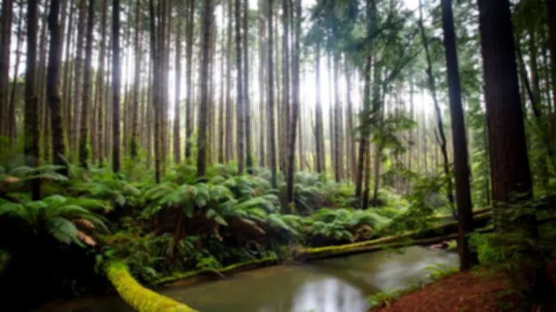 Corps d'une femme découvert en forêt en Californie : une enquête ouverte sur des circonstances suspectes
