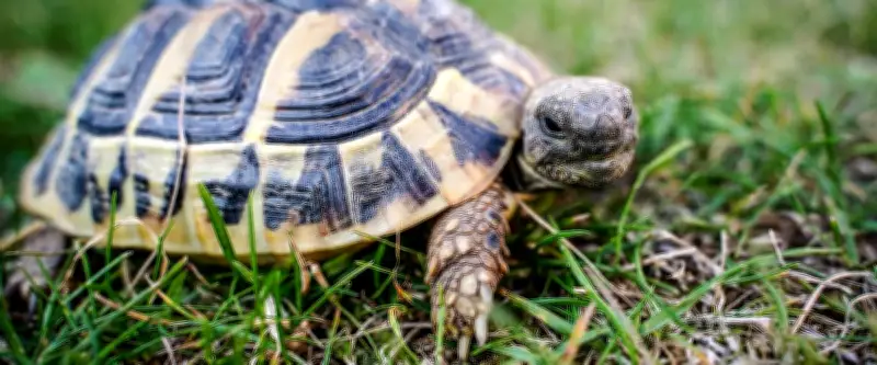 Crash d'un avion de tourisme : une tortue sur la piste en cause ?