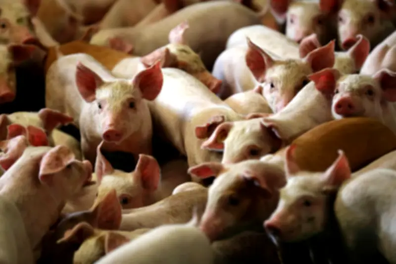 Creuse : un projet de porcherie de 1 200 bêtes menace le lac de Vassivière