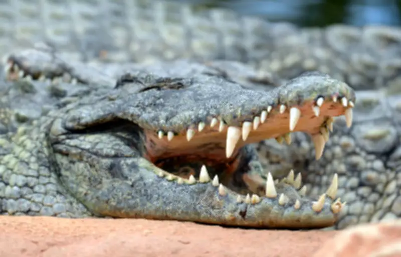 Crocodiles en Europe : des découvertes insolites loin de leur habitat naturel