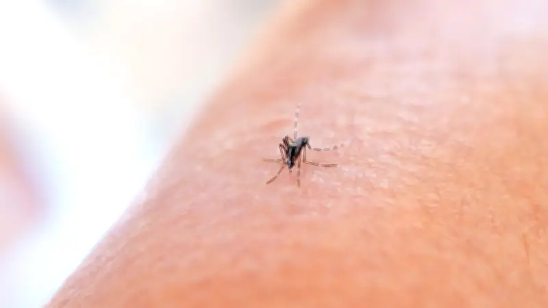 Cuba : un habitant sur trois touché par le chikungunya