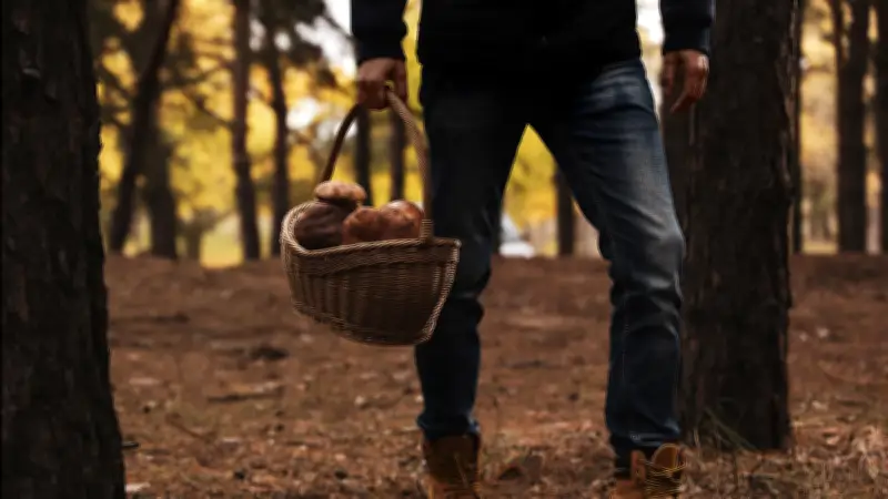 Cueillette aux champignons tourne au drame : cadavre découvert dans le Doubs