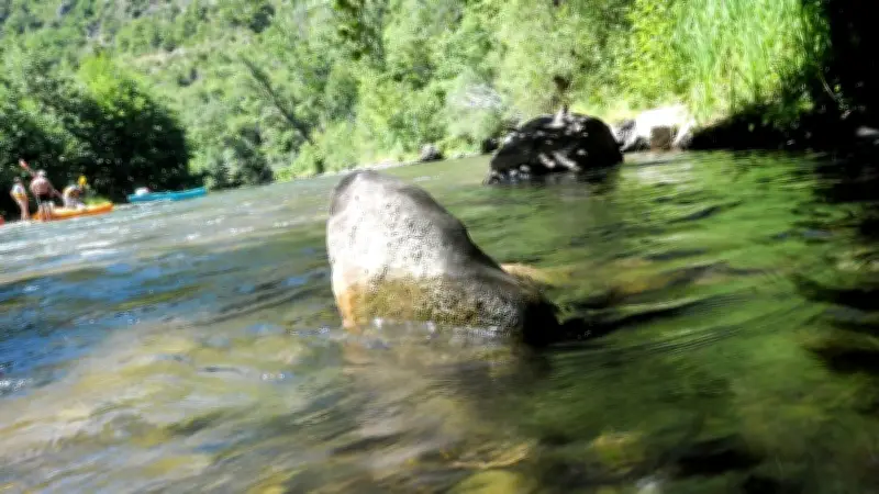 Cyanobactéries dans le Tarn : un danger mortel pour les chiens bien au-delà de l'été