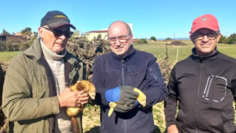 Dans le Biterrois, des chasseurs utilisent des furets pour lutter contre la prolifération des lapins