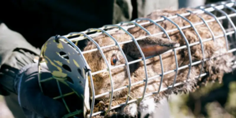 Dans l'Hérault, les lapins prolifèrent et dévastent les cultures agricoles