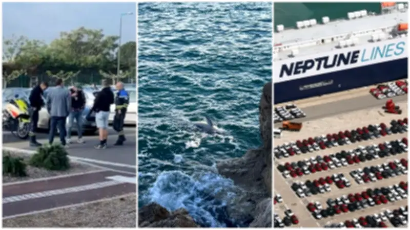 Dauphin échoué, canular au Purple Campus, contrat Neptune Lines : l'actu du 14 mai