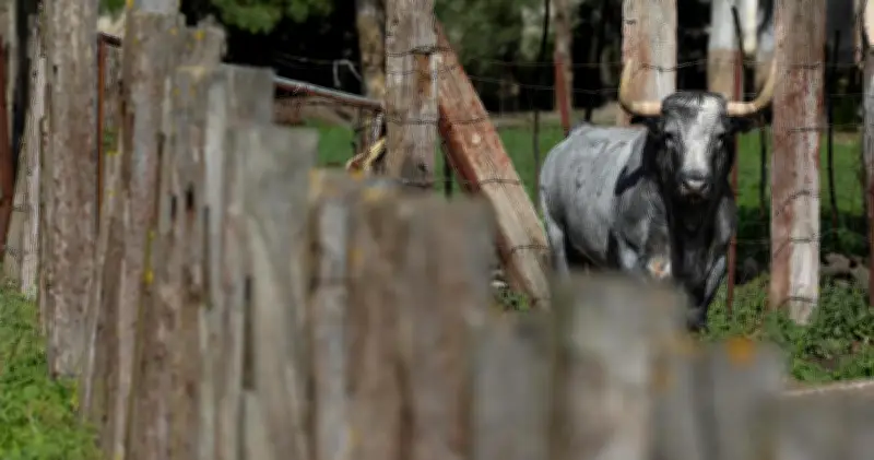 Dax 2026 : Les élevages de toros sélectionnés pour la saison taurine dévoilés