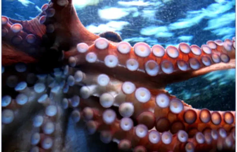 Découverte de pieuvres géantes de 19 mètres au Crétacé