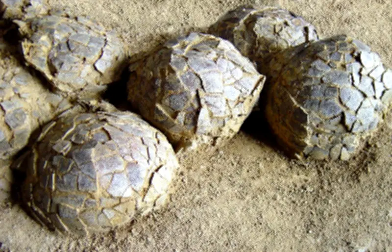 Découverte d'œufs de dinosaure près de Montpellier : l'intérêt scientifique