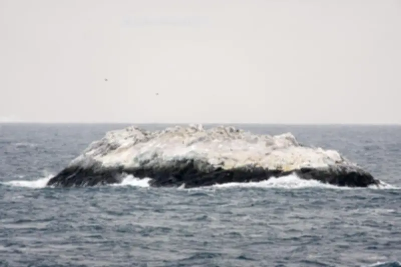 Découverte fortuite d'une île inconnue en Antarctique par des scientifiques allemands