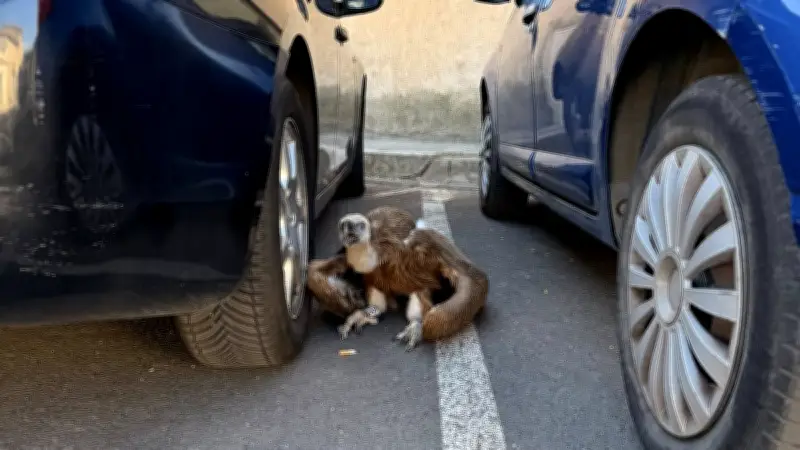 Découverte insolite à Florensac : un vautour affaibli sauvé entre deux voitures
