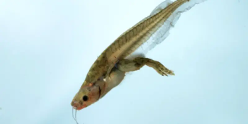 Des avancées scientifiques prometteuses pour la cicatrisation et la régénération des membres