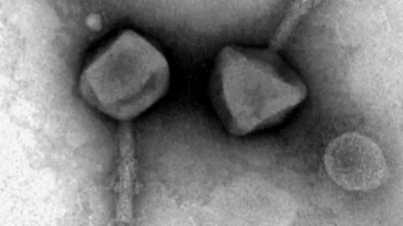 Des bactériophages pour éliminer E. coli dans les eaux usées du Gard