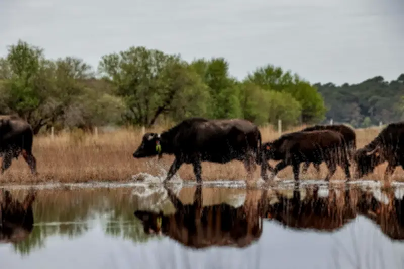 Des buffles d'eau débarquent en Nouvelle-Aquitaine pour entretenir la réserve de Cousseau