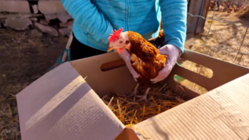 Des poules sauvées de l'abattoir trouvent une nouvelle vie à Saint-Léons grâce à une association