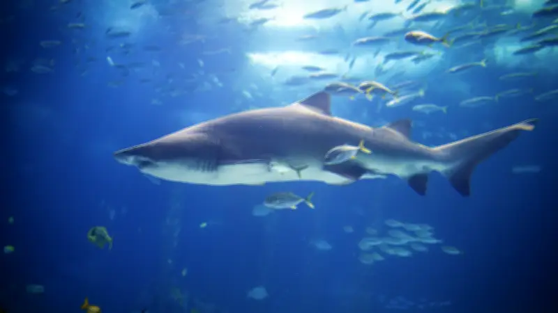 Des requins contaminés par de la cocaïne au large des Bahamas, une première mondiale alarmante