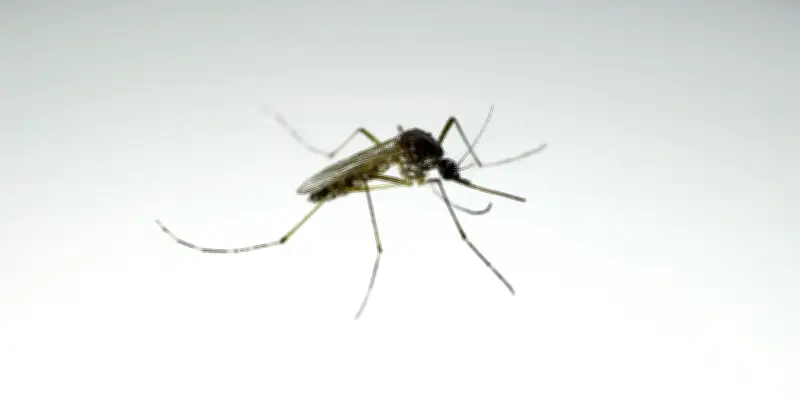 Dessin, moustique, abricot : ces mots français venus d'ailleurs