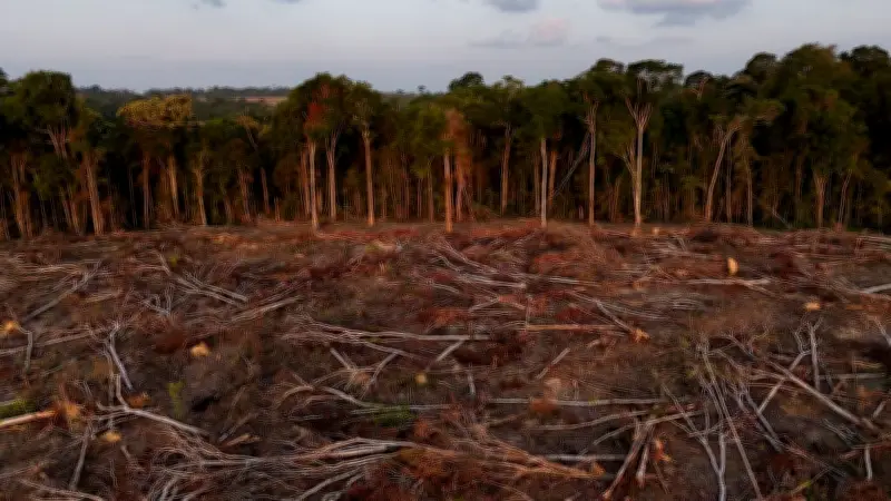 Déforestation tropicale en baisse en 2025, mais les incendies menacent