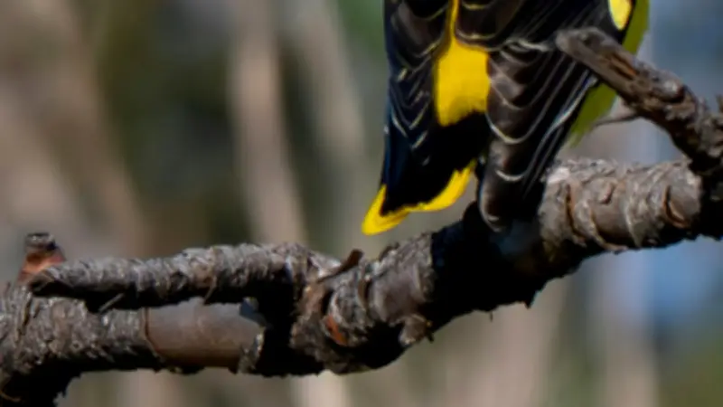 Djef Loriot expose ses clichés d'oiseaux migrateurs à la médiathèque de Saint-Aunès