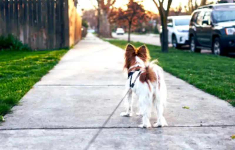 Dog-sitter recherché pour domaine de luxe au Surrey : 70 000 €/an