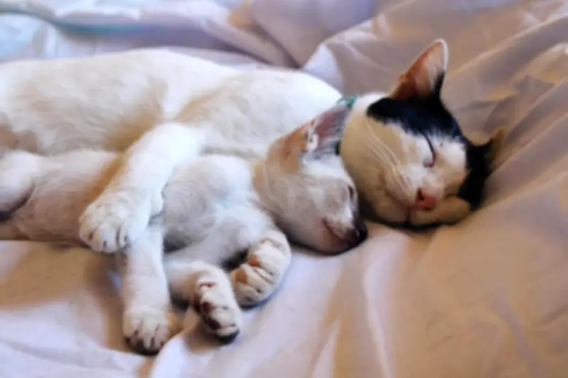Dormir avec son animal de compagnie : un paradoxe entre réconfort et sommeil perturbé