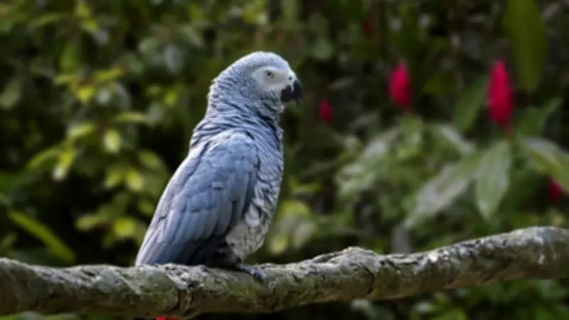 Drame familial à Naples : un policier tué par son beau-fils pour un perroquet