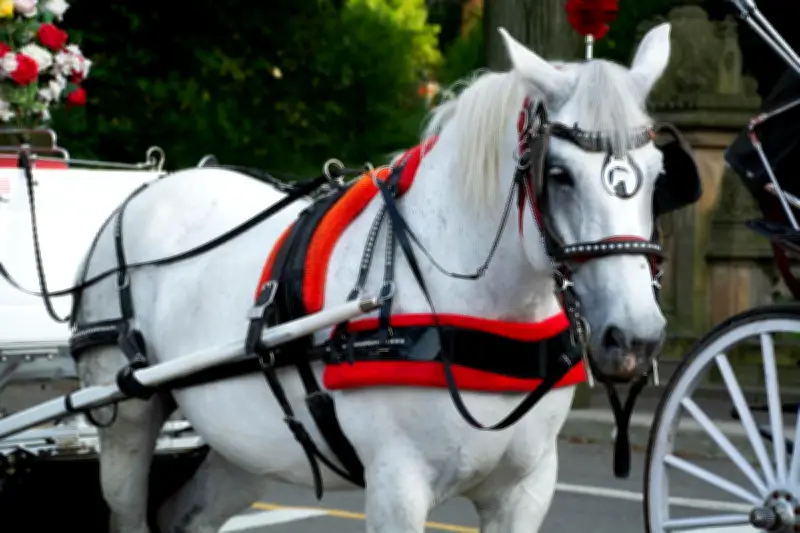 Drame à Villefranche-de-Rouergue : une morte et sept blessés dans un accident de calèches