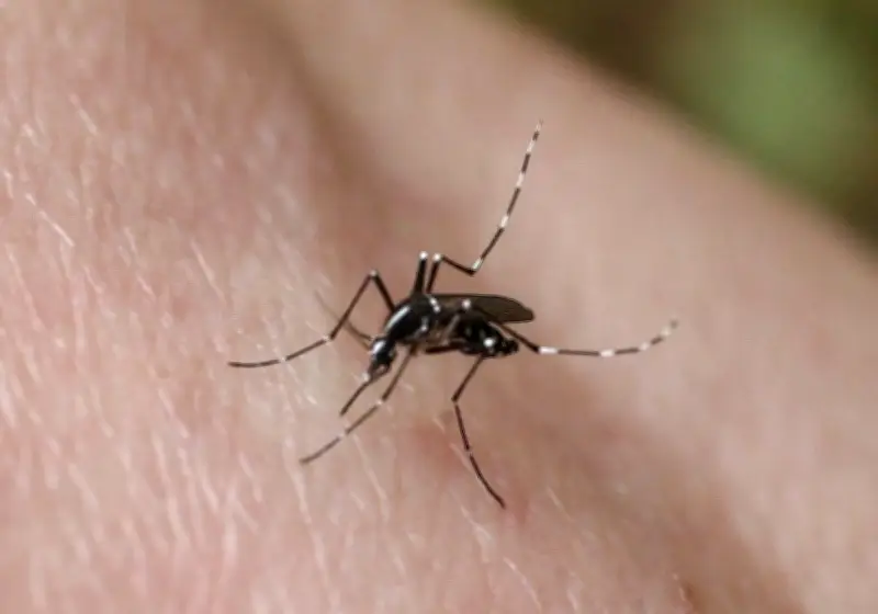 Dératisation et désinsectisation en hausse : l'impact du réchauffement climatique sur les espèces invasives