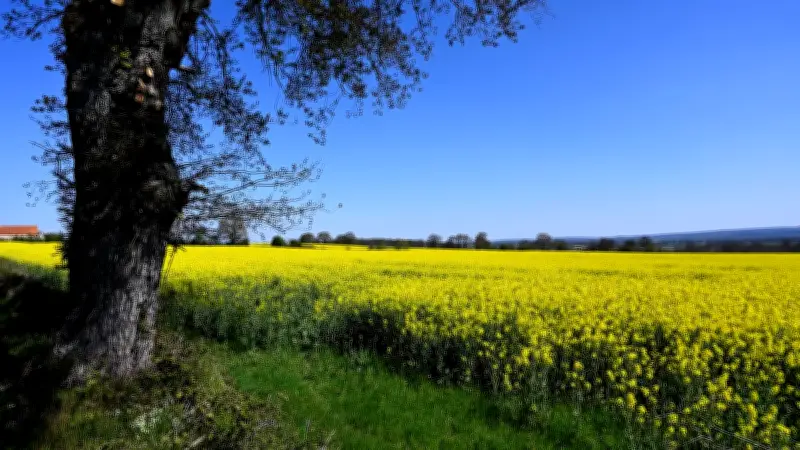 Drôme : un cambrioleur pris au piège dans un champ de colza avec l'aide des agriculteurs
