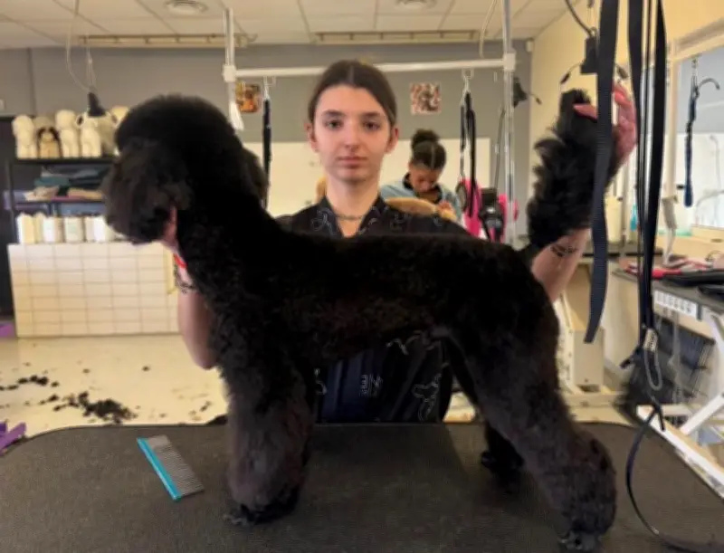 Elina Boisson : deux médailles d'or en toilettage canin avant le national