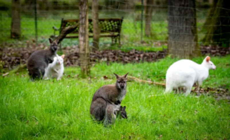 Enquête pour maltraitance animale au Moulin de Poyaller
