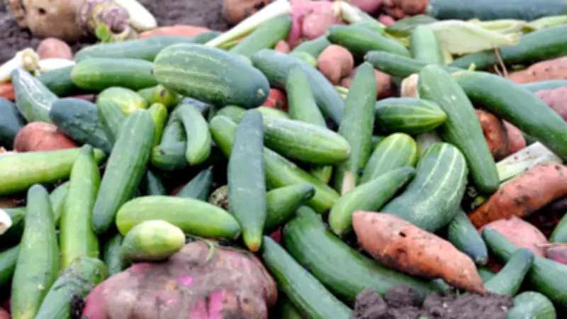 Espagne : des milliers de tonnes de fruits et légumes pourrissent dans les champs malgré la pénurie d'eau
