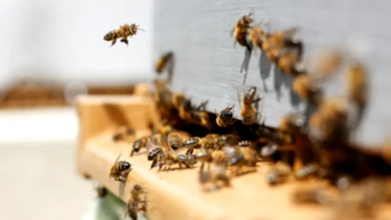 Espagne : un sexagénaire meurt après une attaque d'abeilles dans une exploitation apicole