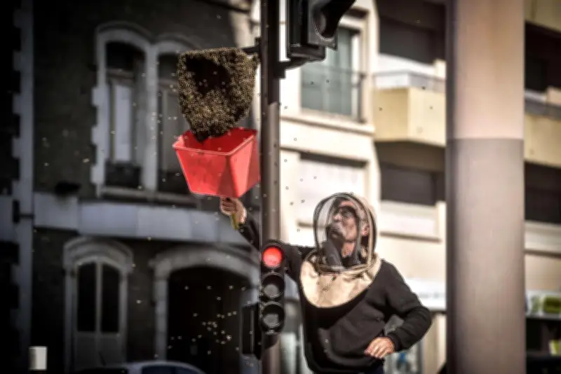 Essaimage des abeilles : un printemps favorable en Lot-et-Garonne