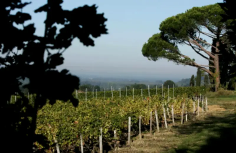Exportations des vins de Bordeaux : chute historique de 40% aux États-Unis