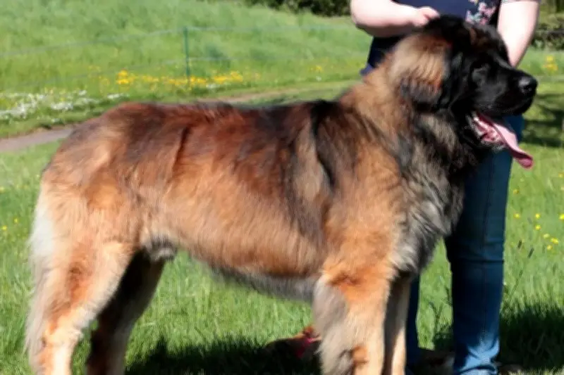 Exposition de Leonberg à Seillans : des géants gentils à découvrir le 3 mai