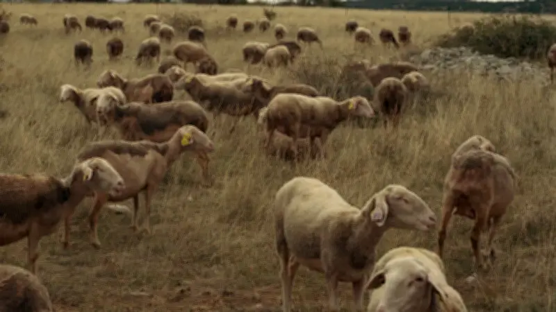 Exposition 'Le droit de parcours' : une célébration photographique du pastoralisme à Millau
