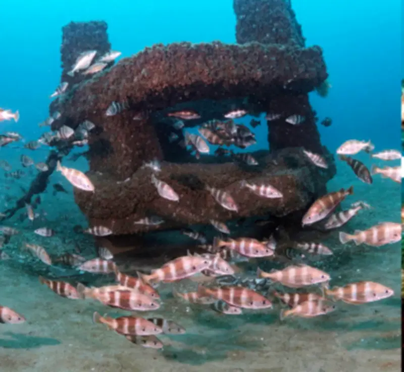 Exposition photos : les récifs artificiels landais révèlent leur biodiversité