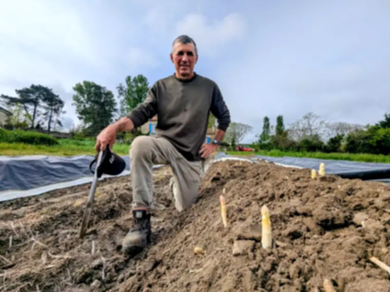 Fargues-sur-Ourbise célèbre 50 ans d'asperges : une tradition menacée par le déclin des producteurs