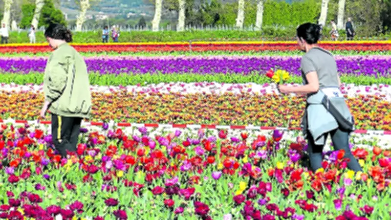 Floraison Spectaculaire de Tulipes en Vaucluse : Un Air de Hollande en Provence