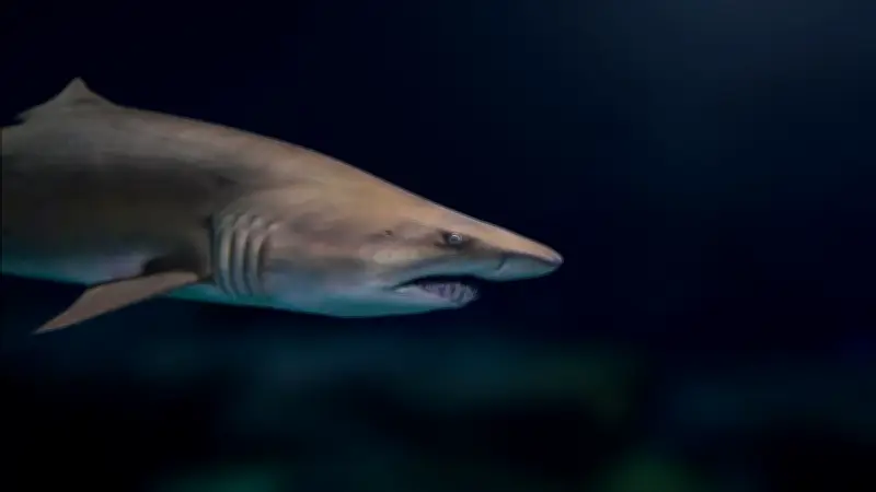 Floride : Rose, 10 ans, sauve son frère attaqué par un requin